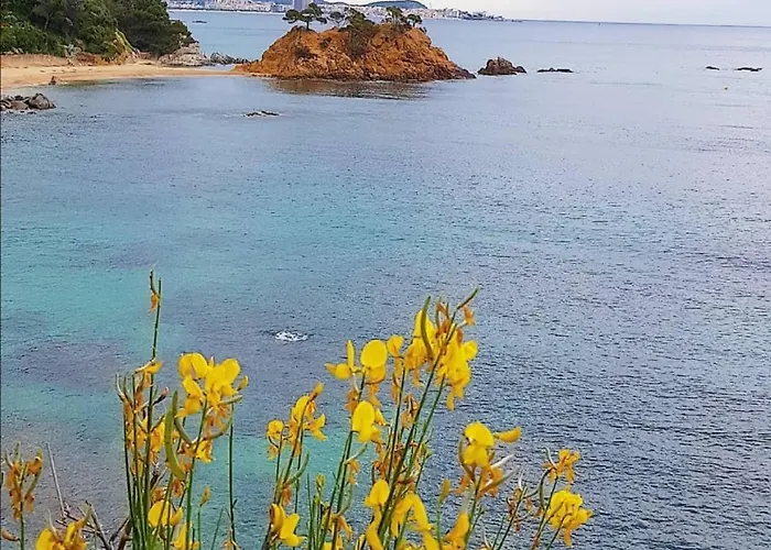 Lloguer30 Delfines, Swimming Pools , Near The And With Parking Daire